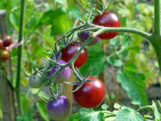 Pomidorki z ogrodu zmysłów | W Śniadówku jemy lokalnie